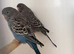 Black Face Budgies