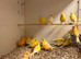 Fife Canaries