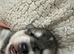 Husky mixed puppies from family home