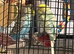 2 baby budgies