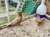 Afghan pigeon
