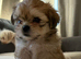 2 gorgeous Shih Tzu boys left