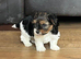 Biewer terrier puppies