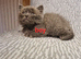 British shorthair kittens ready now