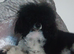 Toy Poodle Puppy’s