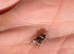 i4 bahamas jumping spider unsexed