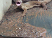 Yellow ackie monitor