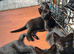 Bengal cross Kittens – Well Socialised & Healthy