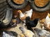 Brahma pullets