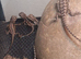 Baby bearded dragons