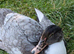Blue Muscovy drake