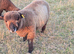 Pedigree Coloured Ryland ram looking for new home