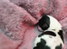 Gorgeous little black and white lhasa apso puppies born 9/8/26.