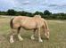 14.2 ride and drive mare