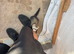16 12 week old kits and 2 18month jills for