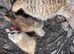 Baby meerkats