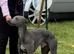 Kc registered whippet stud