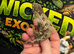 Leachianus at Wicked Exotics
