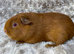 Baby Golden Sow ready for a 5* home