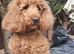 3 female poodles