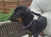 Sausage dog, dachaund