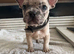 3 frenchie pups