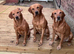 **Fox Red Labrador for Stud**