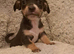 Jackchi x dachshund puppies