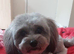 Havanese Pappy's