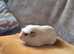 2 male guinee pigs