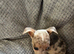 4 beautiful merle jack russell puppies
