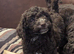 Beautiful cockapoo babies avaiable
