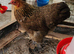 1 x Gold Partridge Brahma Bantam hen -