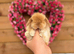 Baby Mini Lops