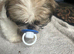 Shih Tzu pups 1 girl 1 boy girl was born with no tail very different