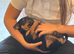 Jack Russel dog pup