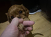 Stunning full bred cavalier king charles spaniel puppies forsale kc/Ikc registration
