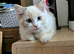 8 month old Ragdoll/Persian Cross female