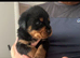 Last female Rottweiler puppy left