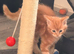 Male mainecoon kittens