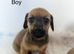 Jack Russel x dachshund puppies