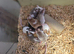 Curley, fancy mice
