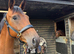 Superbly bred 2yr old dressage filly