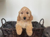 PRA clear miniature show type cockapoo puppies