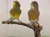 Pair canary available