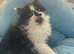 Long Haired Black/White Maine Coon /Ragdoll X