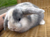 Gorgeous mini lop babies - ready to reserve