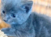Gorgeous blue grey kitten