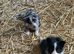 Beautiful mixed litter of border collies