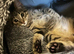 12 week old Kitten bengal parent
